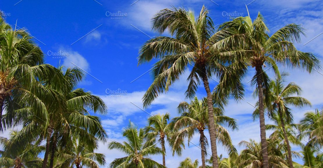 What kind of fertilizer you should choose for your palm tree? hawaii palm trees 1110x577 - What kind of fertilizer you should choose for your palm tree?