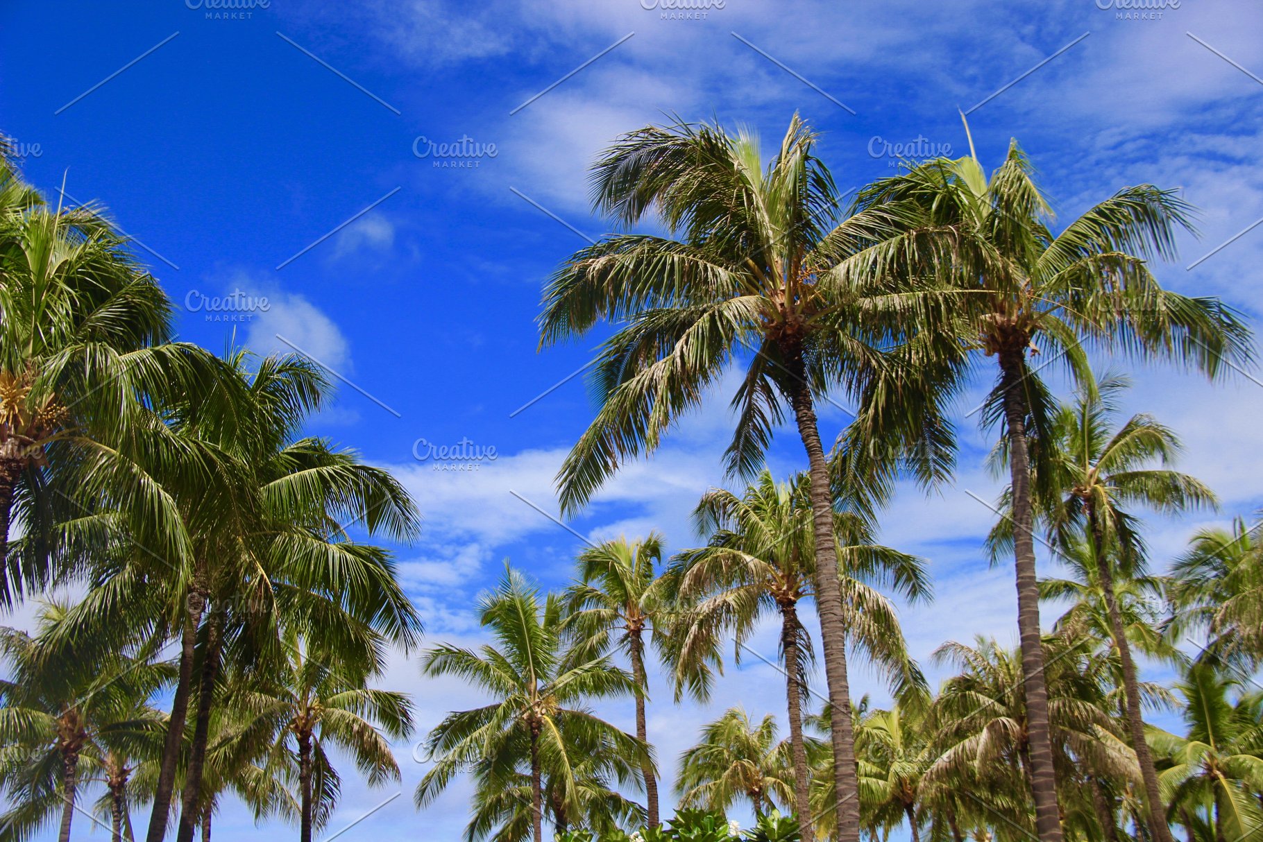 hawaii palm trees  - What kind of fertilizer you should choose for your palm tree?